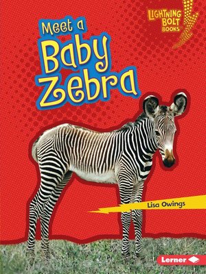 cover image of Meet a Baby Zebra